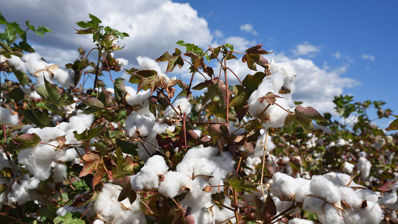 Cotton