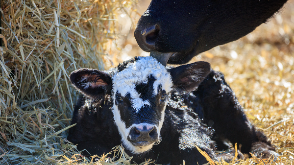 Breeding Beef with Dairy Brings New Value to Marketplace