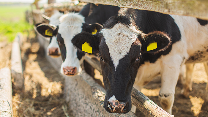 Dairy cows