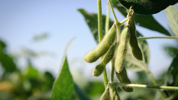 soybean crop