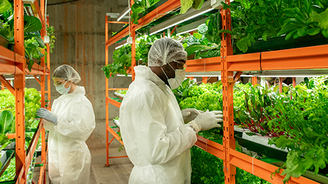 Vertical farming