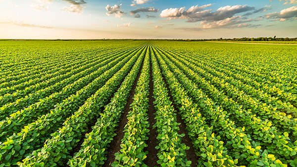 ag landscape